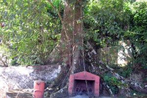 Wayanad Chain Tree