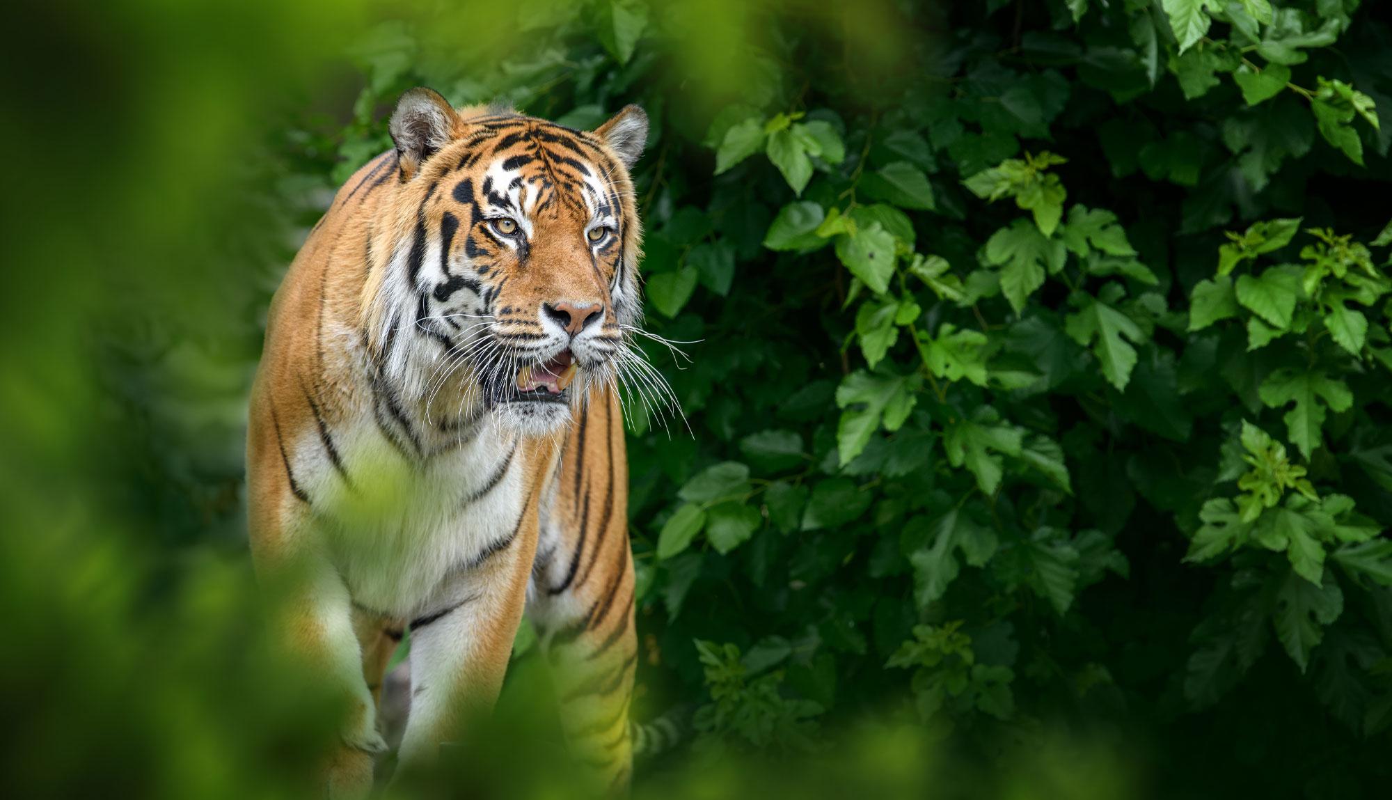 Explore Wayanad: Nature, Serenity & Adventure