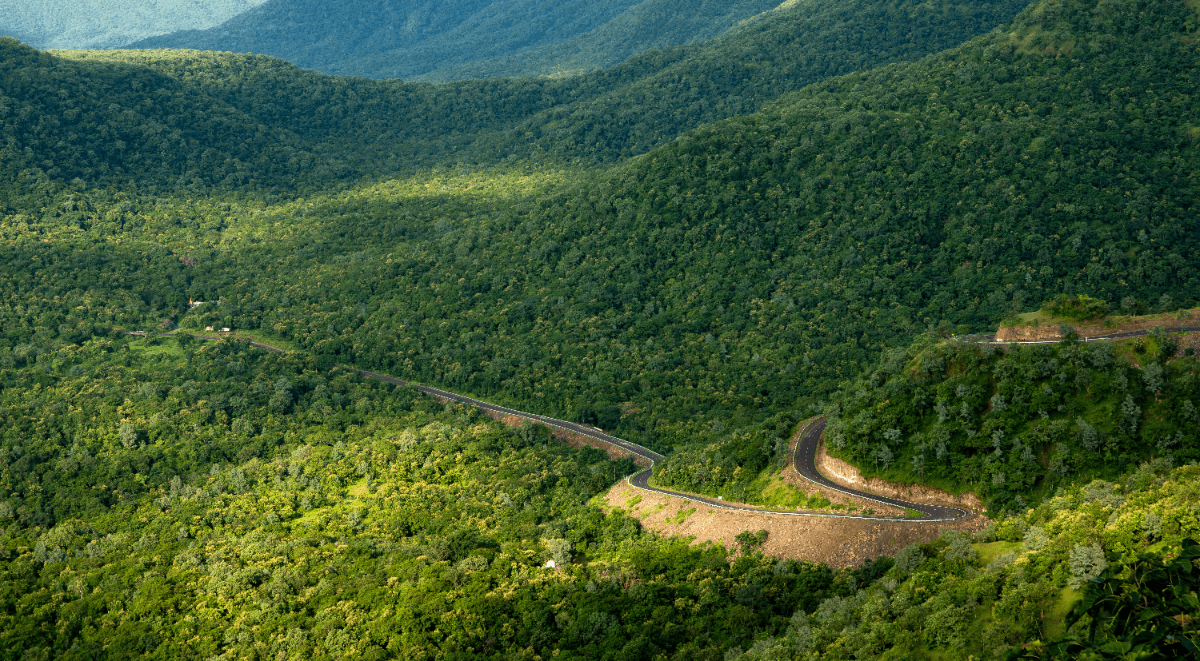 Wayanad Travel Tips - Activates, Accommodations, Homestays